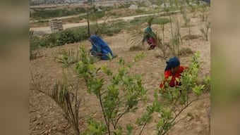 Immediately introduce Land Bill in Parliament: BSP