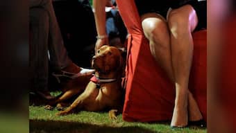 Keeping children away from pets deprives them from building a strong firewall against allergies