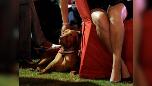 Keeping children away from pets deprives them from building a strong firewall against allergies