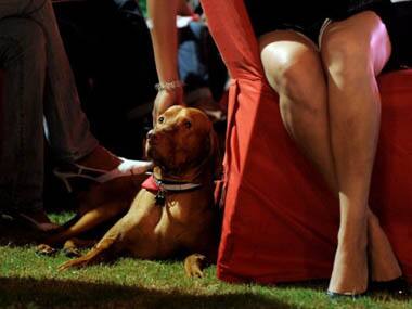 Keeping children away from pets deprives them from building a strong firewall against allergies