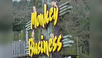 Introducing, two Monkey Portfolios for investors