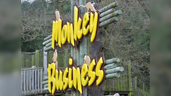 Monkey 2 regains mojo, leaps ahead of Sensex and brokers