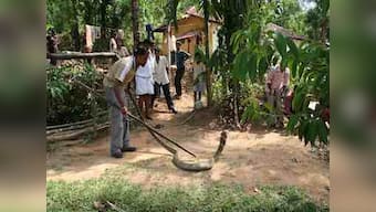 The King Cobra must have a home too