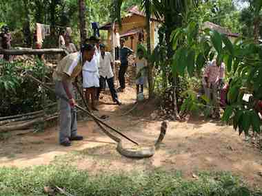 The King Cobra must have a home too The King Cobra must have a home too