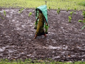 Monsoon likely to hit Kerala on 4 June; India to receive less than normal rainfall this season, predicts Skymet Monsoon likely to hit Kerala on 4 June; India to receive less than normal rainfall this season, predicts Skymet