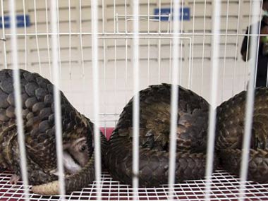 100 pangolins saved in Thai trafficking bust 100 pangolins saved in Thai trafficking bust