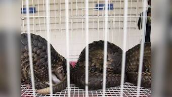 100 pangolins saved in Thai trafficking bust
