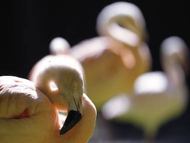 BSF vs Heritage: The battle for the Rann of Kutch BSF vs Heritage: The battle for the Rann of Kutch