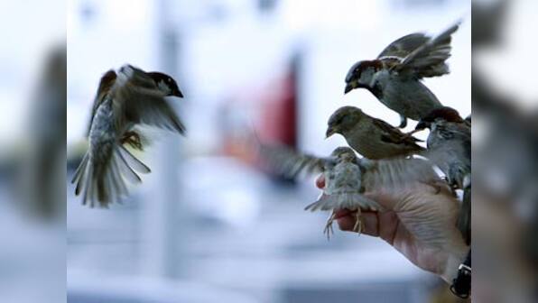 Sparrows are tough but Mumbai is tougher