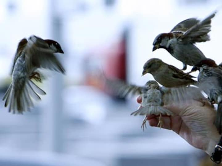 Sparrows are tough but Mumbai is tougher