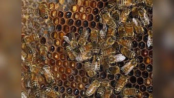 'Honey laundering' from China through India to America
