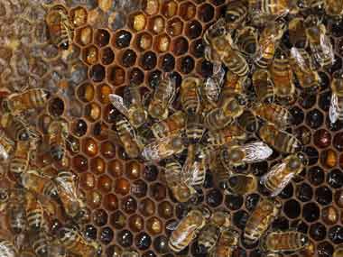 'Honey laundering' from China through India to America 'Honey laundering' from China through India to America