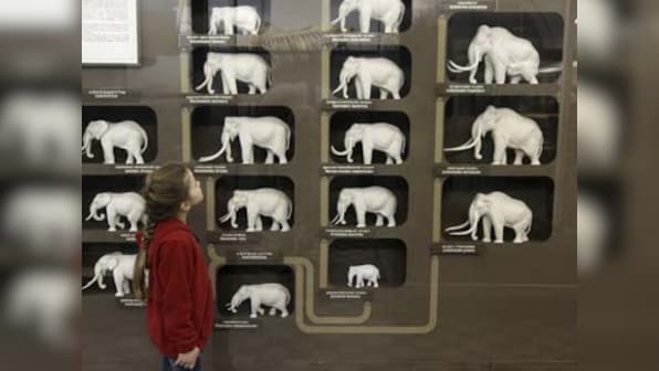 Humans probably caused Ice Age mammals to go extinct 