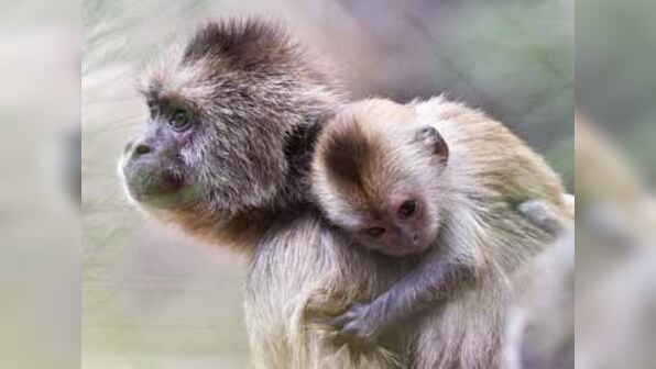 Unlucky 13 for Monkeys, lucky for Sensex, brokers
