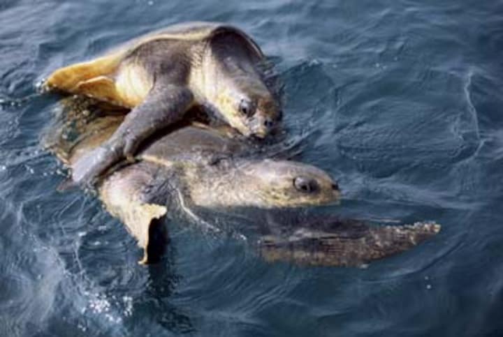 Operation launched to protect Olive Ridley turtles in Orissa