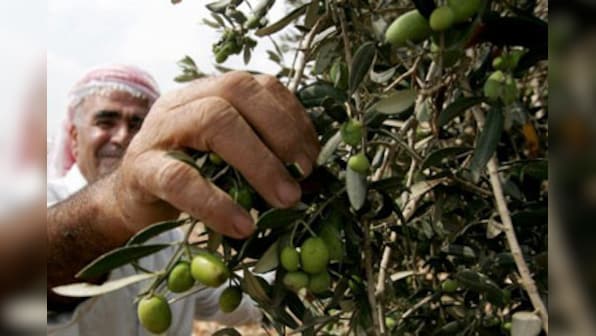 Will olives ring in cash for Rajasthan? The govt hopes so