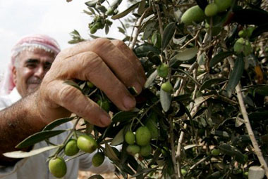 Will olives ring in cash for Rajasthan? The govt hopes so Will olives ring in cash for Rajasthan? The govt hopes so