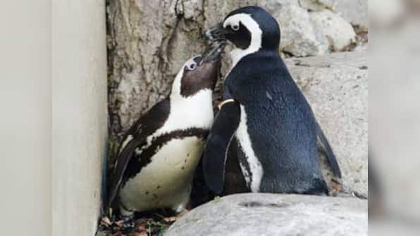 Toronto zoo to separate a pair of gay penguins 