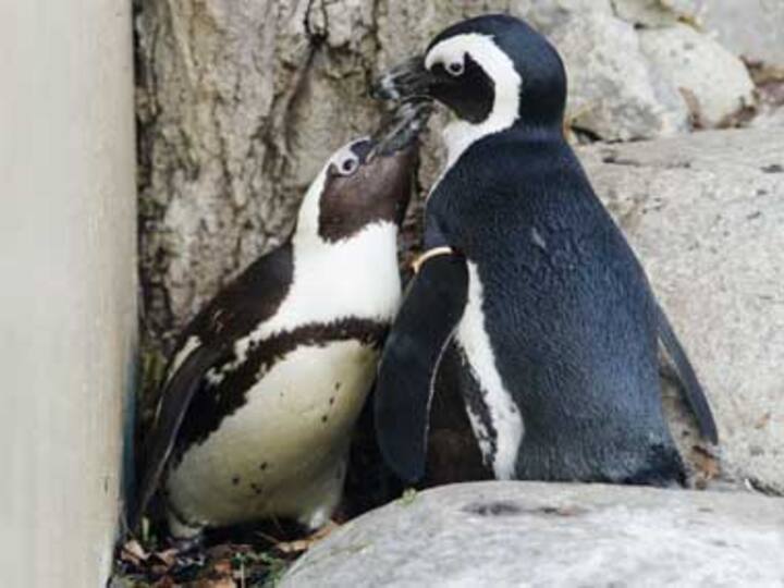 Toronto zoo to separate a pair of gay penguins 