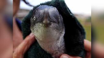 Penguins in New Zealand rescued from oil spill
