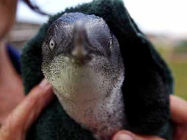 Penguins in New Zealand rescued from oil spill Penguins in New Zealand rescued from oil spill