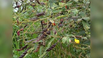 Indian scientists sequence Pigeon Pea genome