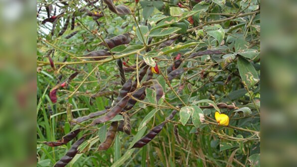 Indian scientists sequence Pigeon Pea genome