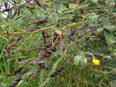 Indian scientists sequence Pigeon Pea genome