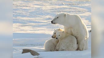 Arctic sea could be ice-free by 2015