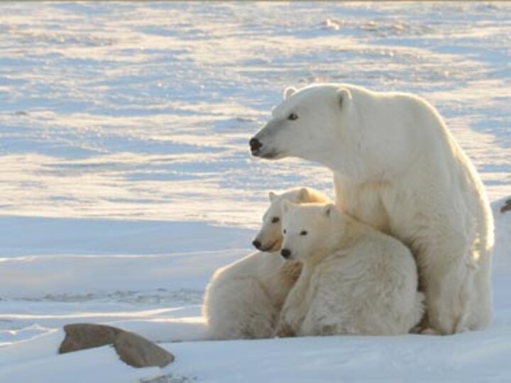 Arctic sea could be ice-free by 2015