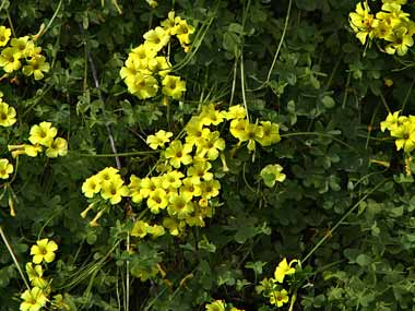 Science shines light on buttercup mystery Science shines light on buttercup mystery