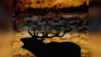 In Andaman & Nicobar, deer, elephants are marauders of forests 