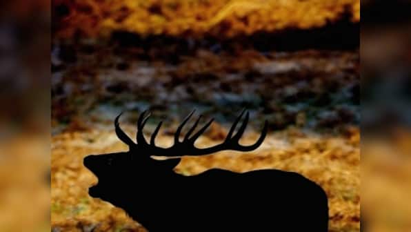 In Andaman & Nicobar, deer, elephants are marauders of forests 