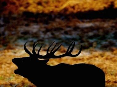 In Andaman & Nicobar, deer, elephants are marauders of forests 