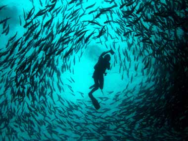 Ignorance can promote democracy: study Ignorance can promote democracy: study