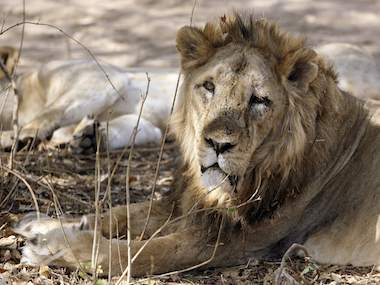 Supreme Court calls death of lions in Gujarat's Gir forest 'extremely serious', asks Centre to take action to protect them Supreme Court calls death of lions in Gujarat's Gir forest 'extremely serious', asks Centre to take action to protect them