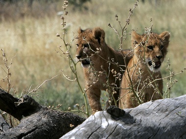 Cheetahs, elephants and warthogs: Tales from a safari Cheetahs, elephants and warthogs: Tales from a safari