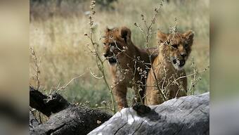 Cheetahs, elephants and warthogs: Tales from a safari