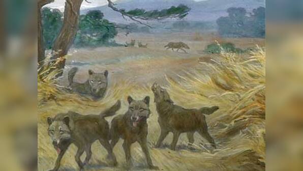 An ode to the Werewolf: fantasy fiction's most popular shape-shifter 