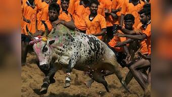 Who said bullfight is cruel? Go to hell, it’s our tradition
