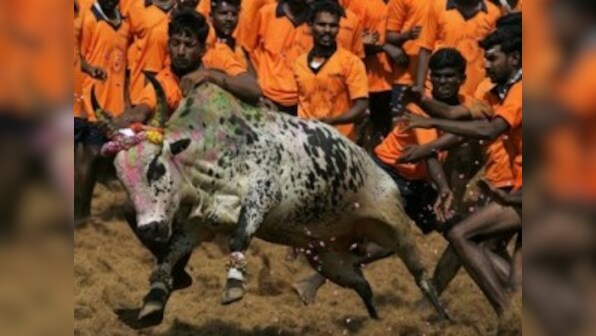 SC bans Jallikattu bull fights in Tamil Nadu