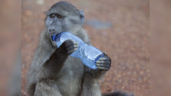 Monkey 2 dances with Sensex, but Monkey 1 stays hung over