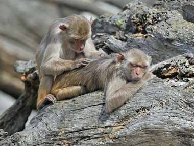 New year, new attitude: Monkeys crush Sensex, Nifty, brokers New year, new attitude: Monkeys crush Sensex, Nifty, brokers