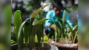 Plant trees to enter party fold: JD(U) tells aspirants