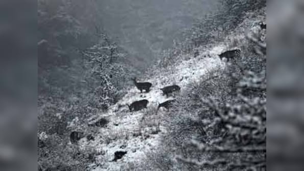 Postpone Uttarakhand polls due to heavy snowfall: BJP
