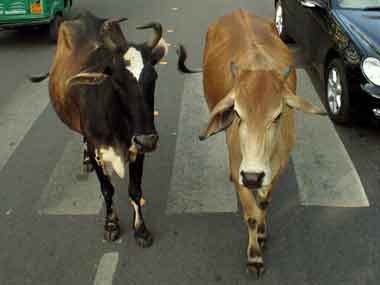 Holy Cow! It’s pure magic; we didn’t even know it Holy Cow! It’s pure magic; we didn’t even know it