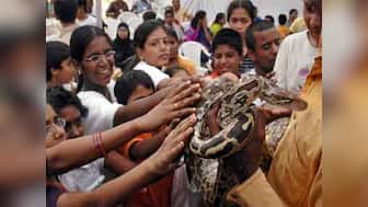 Nag Panchami not just about snake worship, but subjecting the object of veneration to needless agony, death