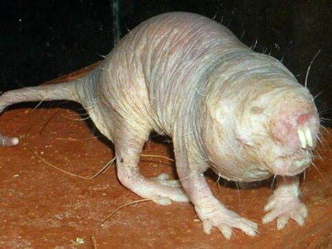Naked mole rat could save heart attack, stroke patients 
