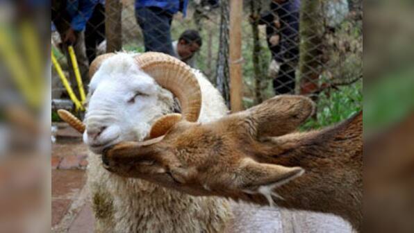 China zoo plays matchmaker to philandering ram and docile doe