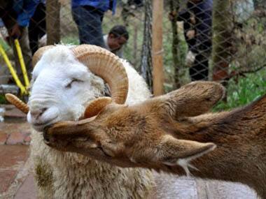 China zoo plays matchmaker to philandering ram and docile doe